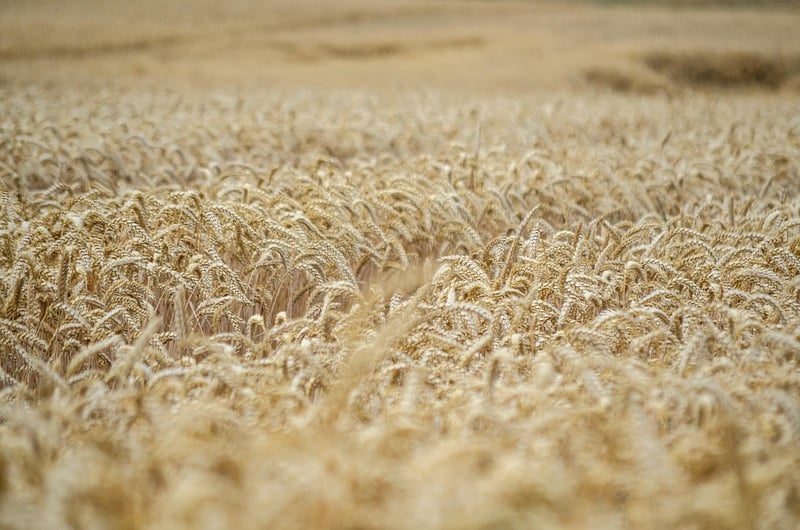 Corn Field