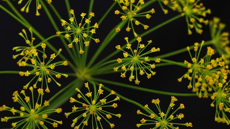 Dill Plant