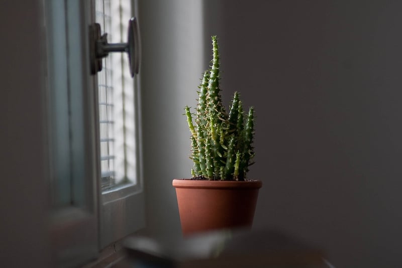 Hanging planters