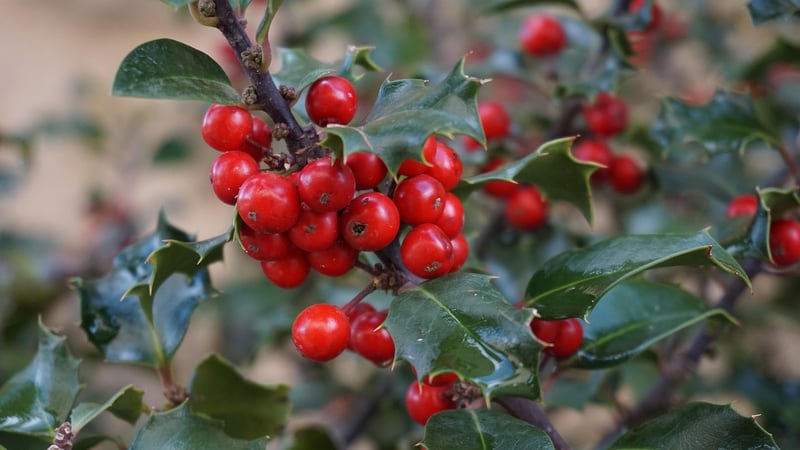 Holly in Winter