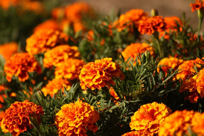 Marigold Flower