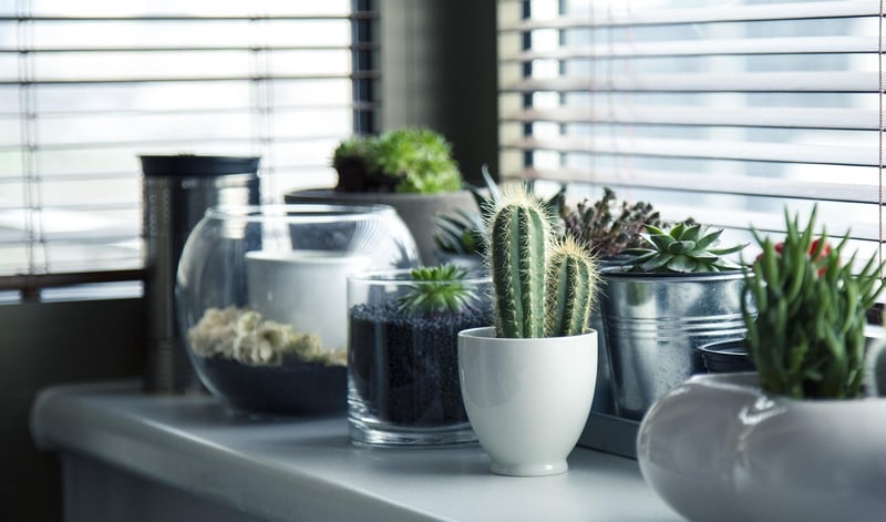 Plants in teacups