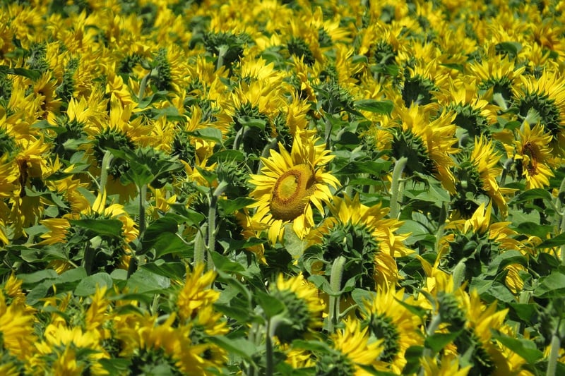 Sunflowers in Summer