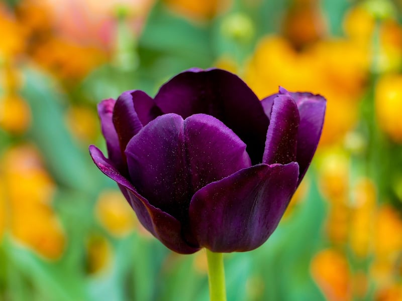 Tulips in Spring