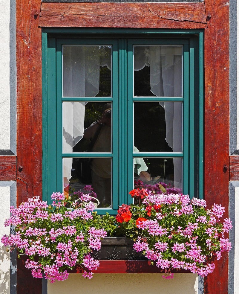 Window box flowers